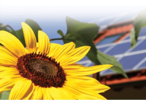 A vibrant sunflower in the foreground with blurred solar panels in the background under a clear sky.