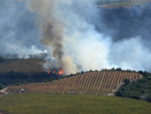 A wildfire burning through a hillside vineyard with thick smoke rising into the sky.
