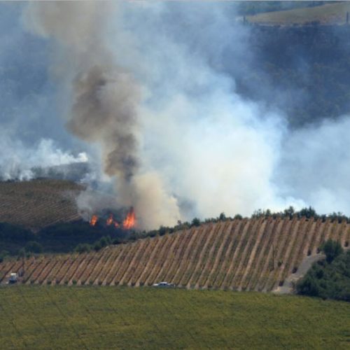 A wildfire burning through a hillside vineyard with thick smoke rising into the sky.