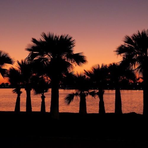 Silhouetted palm trees against a vibrant orange sunset sky.