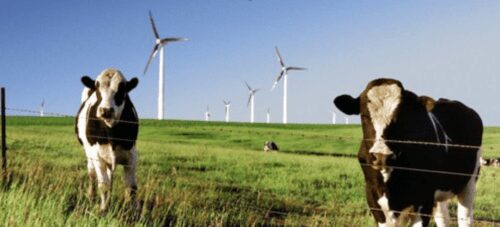 Cows graze in field with wind turbines.