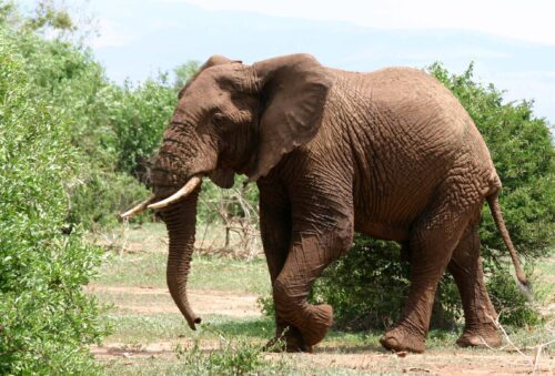 A large elephant walking across the grass.