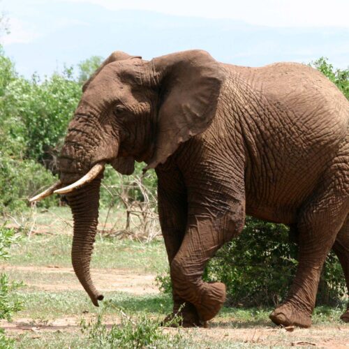 A large elephant walking across the grass.