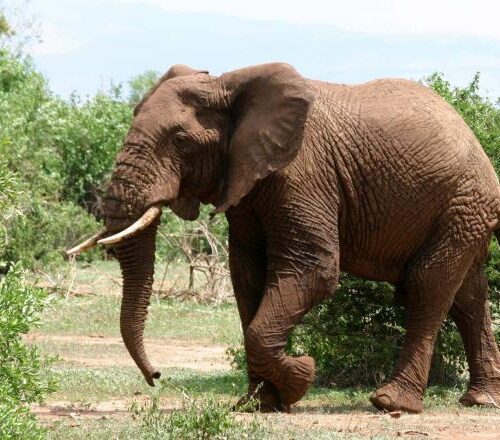 An elephant walking in the grass near a bush.