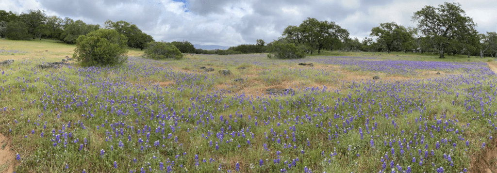 A field of purple flowers in front of trees.