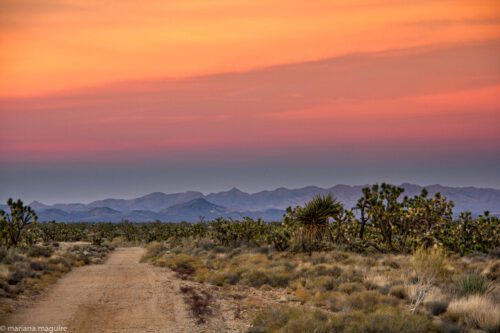 A dirt road with trees and bushes in the foreground.