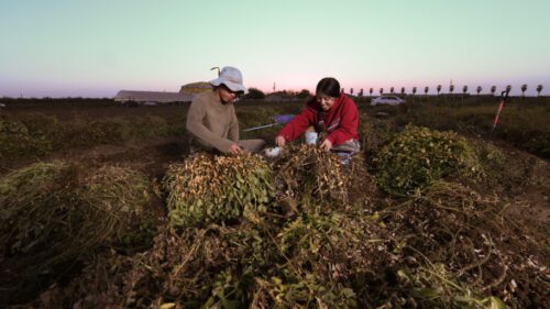 Two people sitting in a field with some plants