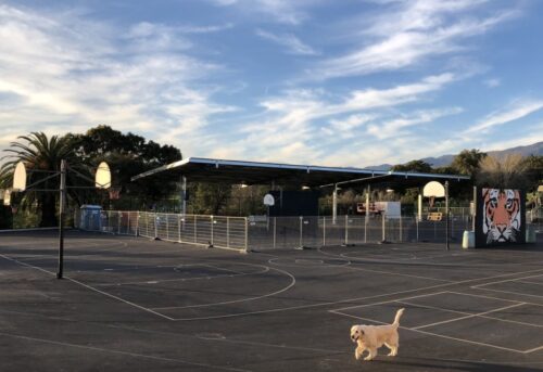 A dog walking in the middle of an empty parking lot.