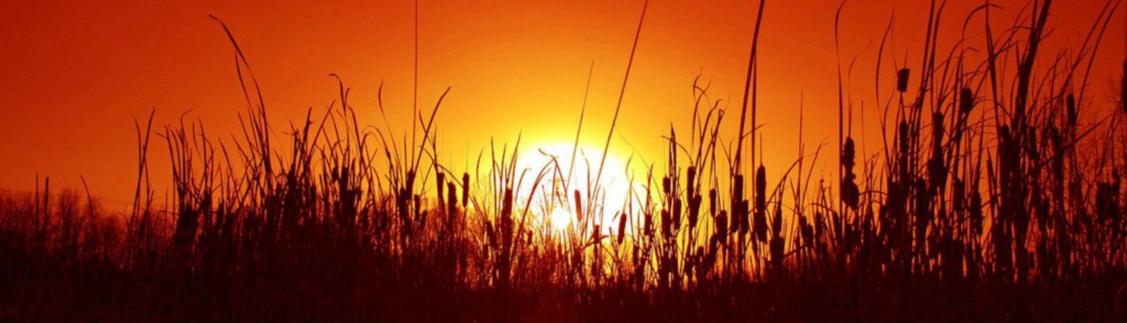 A sunset with the sun setting behind some tall grass.
