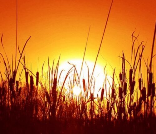 A sunset with the sun setting behind some tall grass.