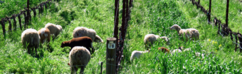 A number on the post in front of some sheep.