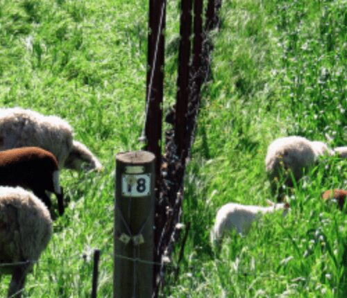 A number on the post in front of some sheep.
