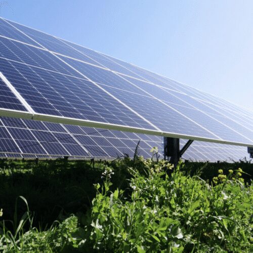 Close-up ground-mounted panels above greenery
