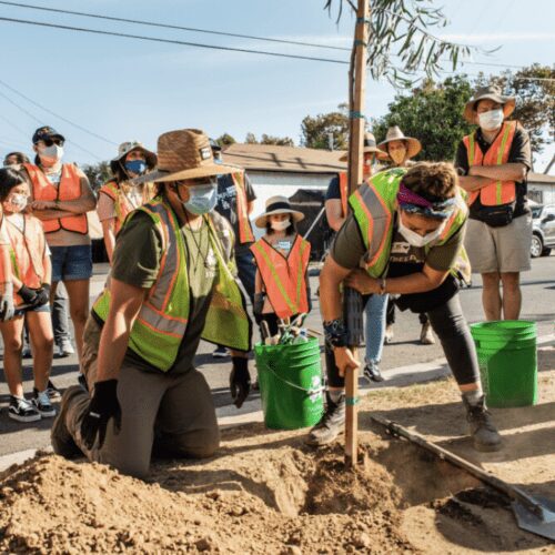 Community volunteers planting tree along urban street